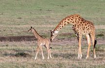 3 Days Maasai Mara Safari