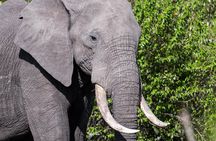 3 Days Maasai Mara Safari