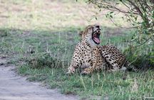 3 Days Maasai Mara Safari