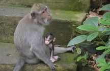 Ubud Private Tour : Choice Your Own Trip