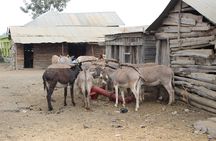 Meserani Snake Park Guided Day Tour in Arusha