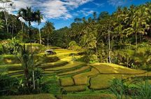 Rice Terrace and Bali Swing Tour