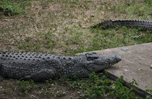 Meserani Snake Park Guided Day Tour in Arusha