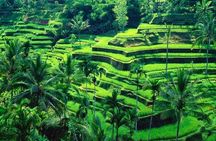 Rice Terrace and Bali Swing Tour