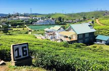 Explore Nuwara Eliya - Waterfall & Tea Factory Tour