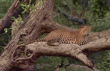 Wilpattu National Park Safari, Budget Tour from Colombo