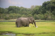 Wilpattu National Park Safari, Budget Tour from Colombo