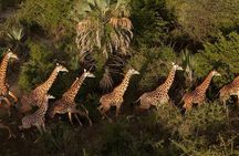 3 Day: Tarangire, Ngorongoro Crater and Lake Manyara N.P