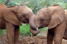 Day tour to Giraffe center and Karen Blixen Nairobi