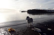 Hiking with Husky in Akureyri (private)
