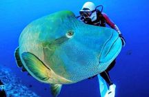Tiran Island Tour By Boat From Sharm El-Sheikh