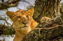 4 Day: Astonishing Group Safari