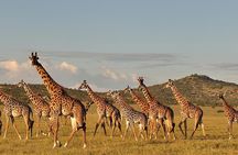 1 Day: Taste of Wildlife to Ngorongoro Crater