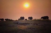 chobe national park 9hr full day game drive