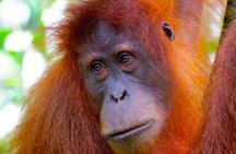 ORANGUTAN TREK (2D/1N) by EcoTravel Bukit Lawang 
