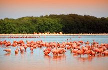 Las Coloradas and Río Lagartos Private Tour