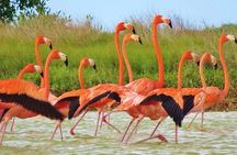 Las Coloradas and Río Lagartos Private Tour