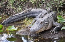 Miami Everglades Experience Airboat Ride, Wildlife Show