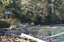 Full Day Grizzly Bear Tour to Bute Inlet