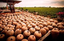 Winery and Pisco Distillery tour