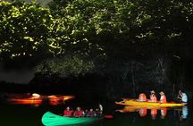 Bohol Firefly Watching (Private)