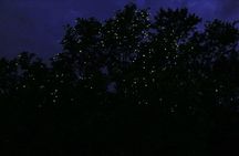 Bohol Firefly Watching (Private)