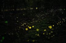 Bohol Firefly Watching (Private)