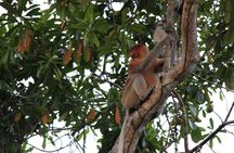 Borneo (Klias) River Cruise & Fireflies Tour