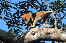 Borneo (Klias) River Cruise & Fireflies Tour