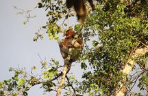 Borneo (Klias) River Cruise & Fireflies Tour