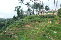 Bali Private Taxi Airport Transfer from/to Ubud
