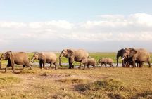 Tsavo And Amboseli National Park 3 days safari