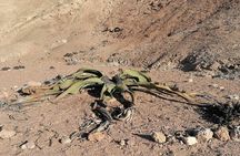 Moonlandscape & Welwitschia Drive