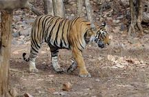 4 Days Golden Triangle Tour with Ranthambore from Delhi