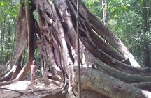 Ritigala Strict Natural Reserve & Minneriya National Park Safari Day Excursion