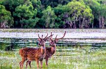 Ritigala Strict Natural Reserve & Minneriya National Park Safari Day Excursion