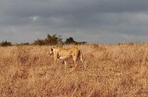 Lake Nakuru National park Express Day Trip 
