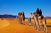 Camel Ride Tour in the Palm Grove of Marrakech