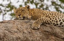 Safari & Culture
