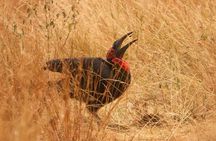 Safari & Culture