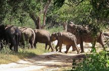Kumana National Park Private Safari