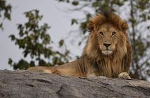 4 Days Tanzania Safari