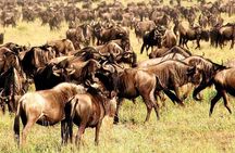 5 Day: Spectacular View of Ngorongoro Crater