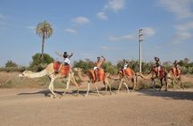Camel ride in the palm grove of Marrakech