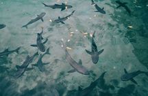 4-day Galapagos on a Budget Experience