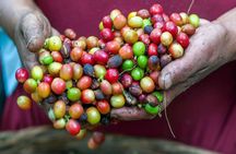 Coffee and Cacao Tasting Experience in Mindo from Quito