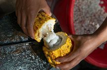 Coffee & Cacao Private Experience from Quito
