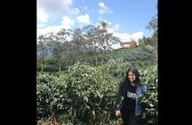 Coffee & Cacao Private Experience from Quito