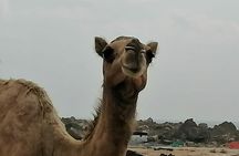 Where Sea Meets Rock: A Scenic Journey to West Salalah’s Shores