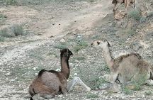 Half Day: Where Sea Meets Rock: Journey to West Salalah’s Shores